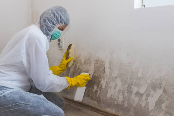 Best Mold Damage Repair  in Wingate, NC