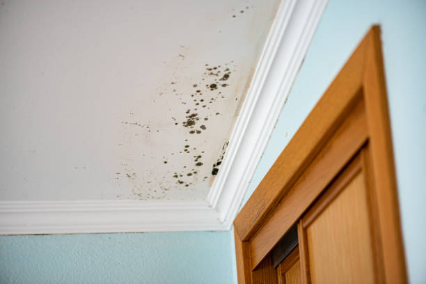 Best Residential Mold Removal  in Wingate, NC