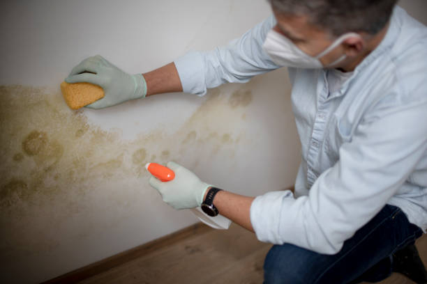Best Toxic Mold Removal  in Wingate, NC