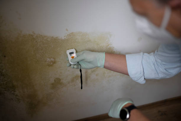 Best Black Mold Removal  in Wingate, NC