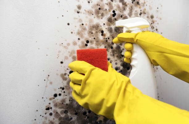 Best Local Mold Removal Service  in Wingate, NC