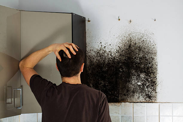 Professional Mold Removal in Wingate, NC
