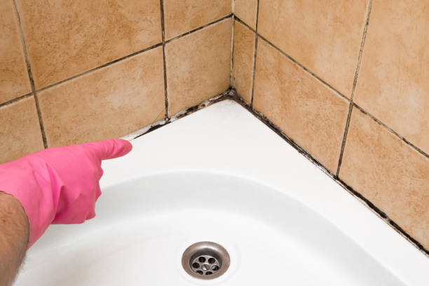 Best Same-Day Mold Removal  in Wingate, NC
